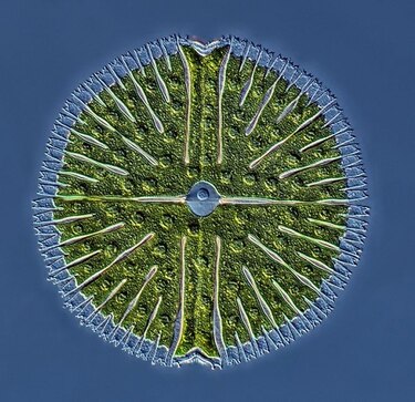 Panameño gana concurso internacional de fotografía a microorganismos