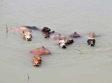 Mueren ahogadas 30 mil vacas durante tormenta en Texas