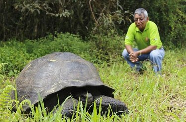 Investigan posibles efectos de El Niño en animales de las Islas Galápagos