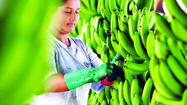 Acuerdo pone fin a huelga de bananera en Bocas del Toro