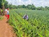 De rodajas y campos de piña
