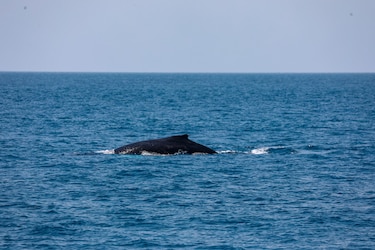 A la espera de las ballenas: un encuentro con la naturaleza en el Pacífico panameño