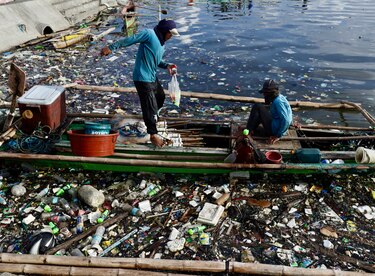 Identifican la dosis letal de plásticos para aves marinas, tortugas marinas y mamíferos marinos 