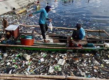 Identifican la dosis letal de plásticos para aves marinas, tortugas marinas y mamíferos marinos