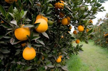 Argentina exportará cítricos a Panamá