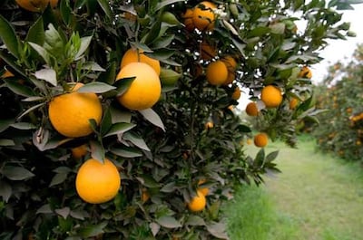 Argentina exportará cítricos a Panamá