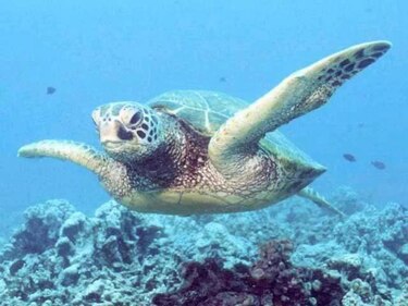Oceana propone proteger 25 hábitats atlánticos de España y de Portugal