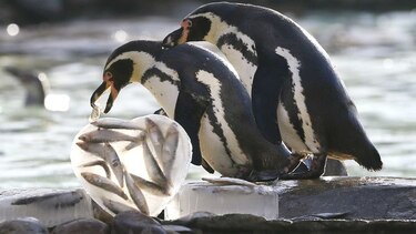 Mueren 150 mil pingüinos en la Antártida tras choque con iceberg de 100 km2