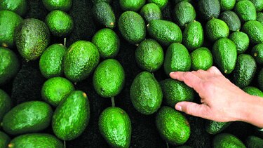 Demanda de aguacate impulsa los precios