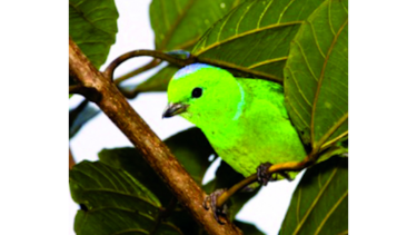 PANAMÁ CUENTA CON UN MILLAR DE AVES