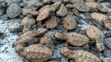 Nacen 37 mil tortugas en viveros artificiales en playas de Cambutal, provincia de Los Santos