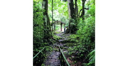 MEF cede reserva forestal
