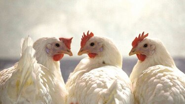 Crece consumo de pollo por virus de la peste porcina