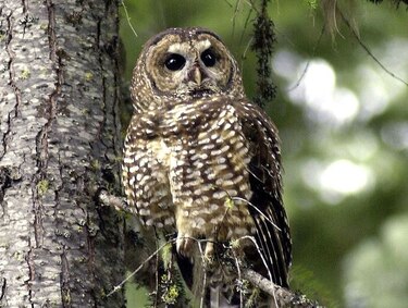Búhos en California mueren por veneno para ratas