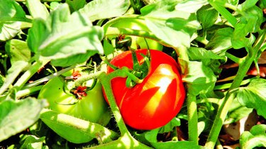 Tomate importado golpea a productores