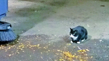 Gatos callejeros combaten ratas