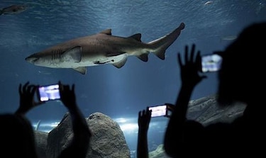 Abrirán en Río el llamado acuario más grande de Sudamérica