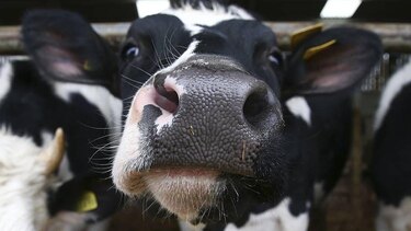 La revolución tecnológica del "food valley": cómo Países Bajos logró ser el tercer exportador mundial de alimentos con un territorio tan pequeño