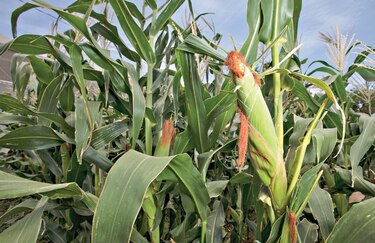 Productores de maíz de EU son golpeados por tormenta