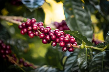 Café panameño alcanza los $18 mil por kilo y genera más de $3 millones en ventas en la subasta Best of Panama