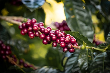 Los reyes del café geisha: estos fueron los ganadores del Best of Panamá 2026