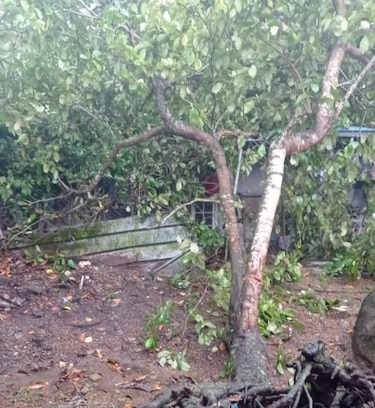 Aguacero provoca desbordamiento de río en Pedregal y caída de árboles en Tocumen