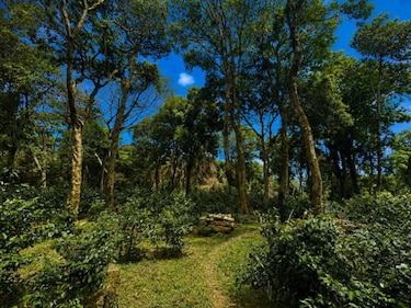 Café panameño alcanza los $18 mil por kilo y genera más de $3 millones en ventas en la subasta Best of Panama