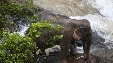 Seis elefantes salvajes mueren ahogados al resbalar en una cascada en Tailandia