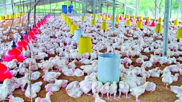 Crece oferta de cerdo y gallina durante los nueve primeros meses de 2016