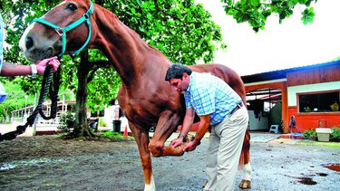 El doctor de los caballos