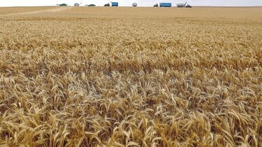 Disminuyen precios de soja, maíz y trigo