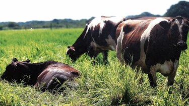 Los retos del sector lácteo frente a la apertura comercial