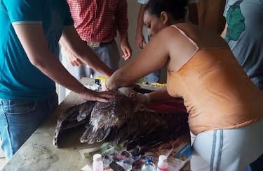 En playa de Guararé rescatan a un pelícano herido