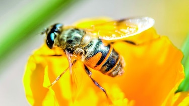Insecticidas agrícolas, nocivos para las abejas