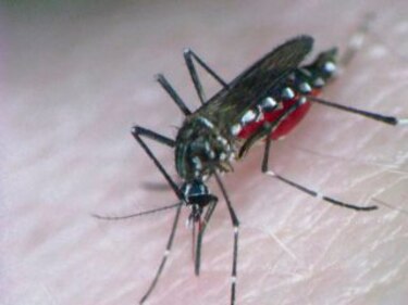 12 mitos sobre el dengue