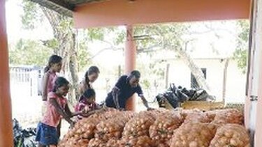 Cebolleros de Natá, en la incertidumbre