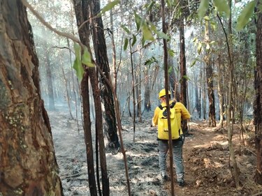 Incendio consume la reserva forestal La Yeguada: fiscalía abre investigación