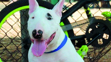 Jack, el perrito ganador