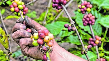 Exportación de café abre con cifras negativas