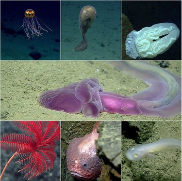 Profundidades marinas revelan criaturas extrañas y salvajes