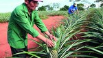 Sector exportador busca receta