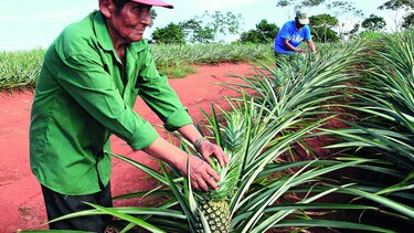 Sector exportador busca receta