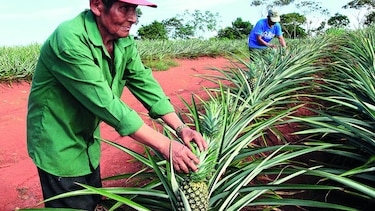 Sector exportador busca receta