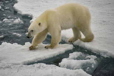 Tres heridos por ataque de oso polar en un remoto pueblo siberiano