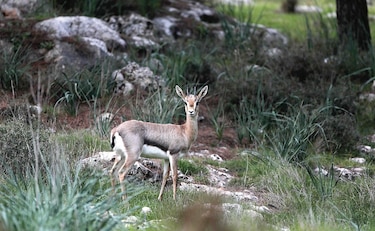 En Israel buscan salvar las gacelas de la extinción