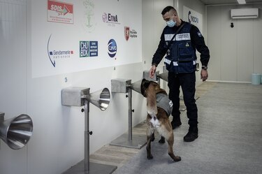 Francia usa perros para detectar la Covid-19 a través de la transpiración humana