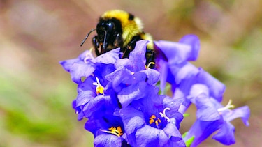 Evolución y adaptación al cambio climático