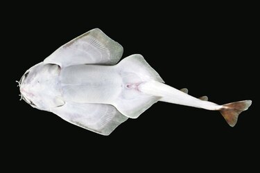 Primer reporte de un tiburón ángel del Caribe centroamericano