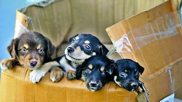Entre dos y tres adopciones diarias