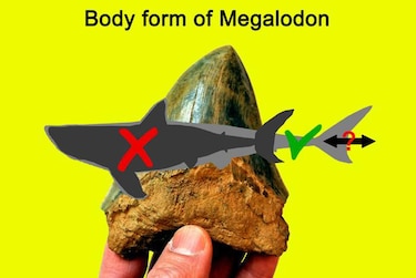 El Megalodón no fue ni tan grande ni tan monstruoso como lo pintan en las películas